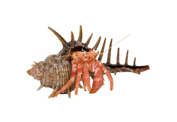 Hermit crab isolated on white background