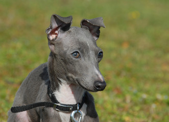 chiot petit levrier italien