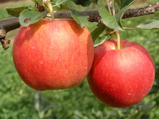 Red Apples