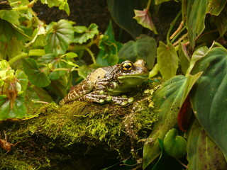 grenouille
