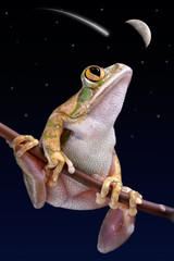 Frog watching shooting star