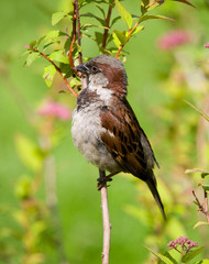 Sparrow