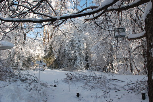 ice storm damage