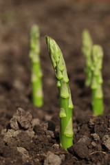 green asparagus spears emerging through the soil, shalow DOF - 12840834