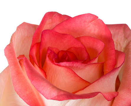 close-up pink and white rose isolated