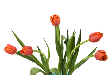 Five red tulips bud