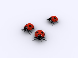 Three little lady bugs