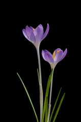 Crocus tommasinianus