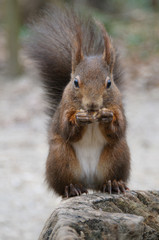 Eichhörnchen frontal Nahrungsaufnahme