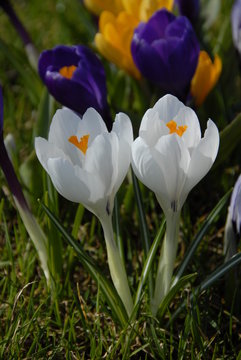 Krokusse