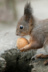 Eichhörnchenportrait mit Nuss Profil
