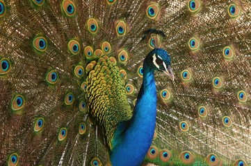 Obraz premium Peacock