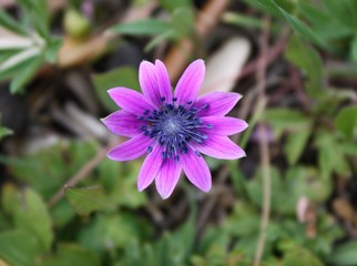 Violet