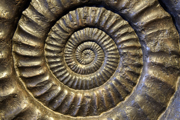 Fossil Ammonite Closeup