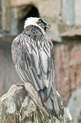 the Portrait of an sea-eagle