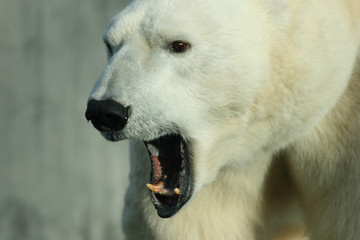 Obraz na płótnie Canvas Polar Bear-Ursus Maritimus-Zbliżenie