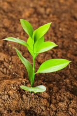 New life concept - green seedling growing out of soil