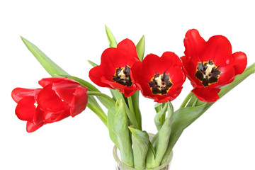 Spring flower - bouquet of red tulips