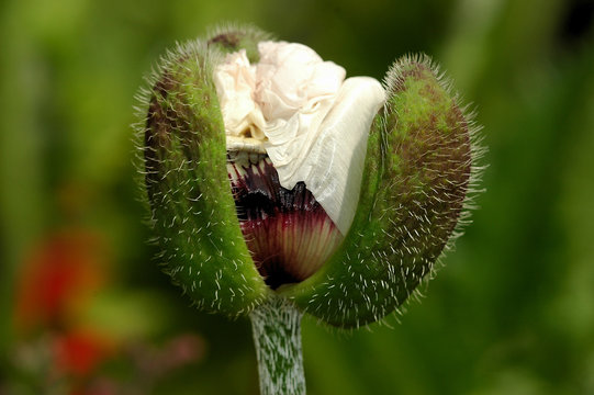 Weisser Mohn - white poppy