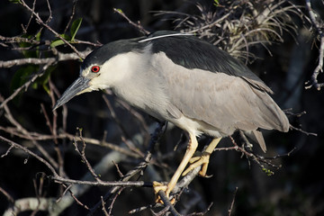 Black-crowned Night-Heron