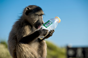 Pavian mit Flasche