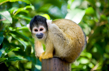 Totenkopfaffe auf einem Baumstumpf
