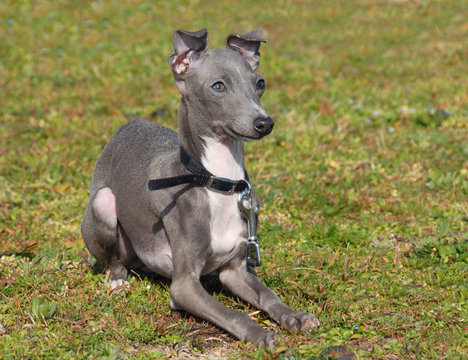 chiot petit levrier italien
