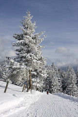 Obraz premium winterland