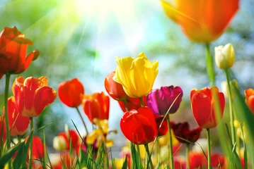 Tuinposter Tulpen © Monia