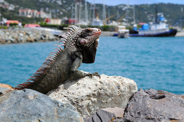 Fototapeta premium Iguana Resting on Rock