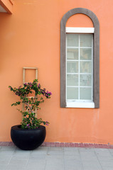 Fototapeta na wymiar Flower Pot and Window