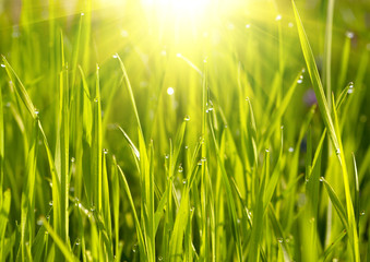 Fototapeta premium Green grass sunset