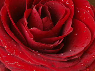 wet red rose