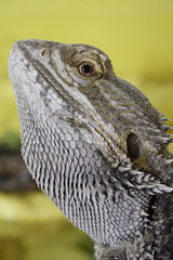 gelbe Bartagame (Pogona vitticeps)