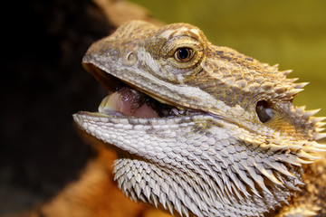 gelbe Bartagame (Pogona vitticeps)