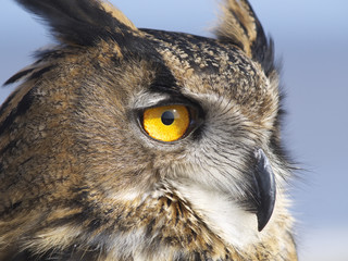European Eagle Owl.