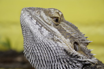 gelbe Bartagame (Pogona vitticeps)