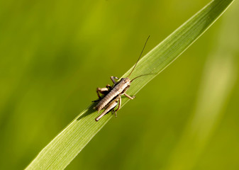 Grasshopper