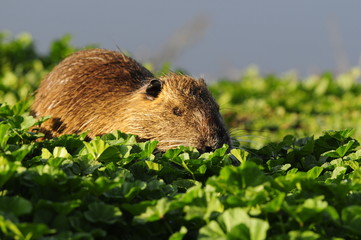 Nutria (Myocastor coypus) at Agamon Ahula Lake, Israel