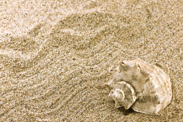 sand and sea shell