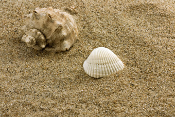 sand and sea shell