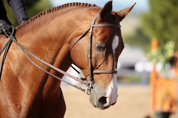 Horse's Head in Morning Sunlight (shallow focus)