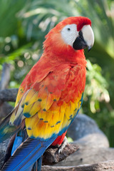 Scarlet Macaw