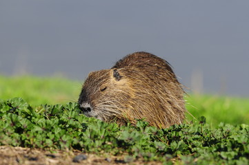 Nutria (Myocastor coypus) at Agamon Ahula Lake, Israel