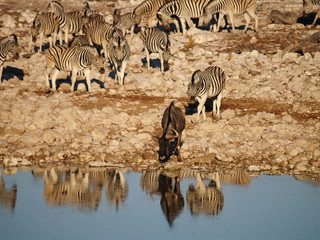 Fototapeta na wymiar zebras und gnu