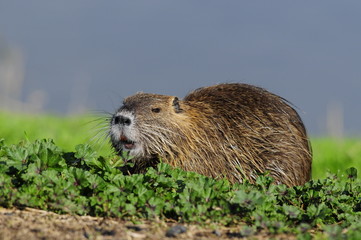 Nutria (Myocastor coypus) at Agamon Ahula Lake, Israel