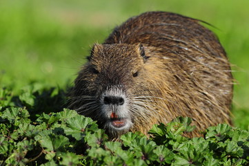 Nutria (Myocastor coypus) at Agamon Ahula Lake, Israel