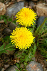 dandelion