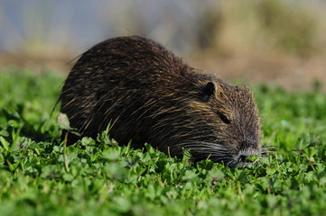Nutria (Myocastor coypus) at Agamon Ahula Lake, Israel