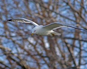 Ring-billed Gull